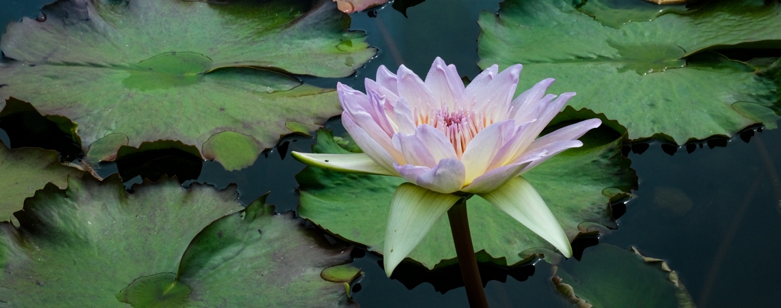 Marilyn Perry's Lotus Sutra Hoben Chapter Translation
