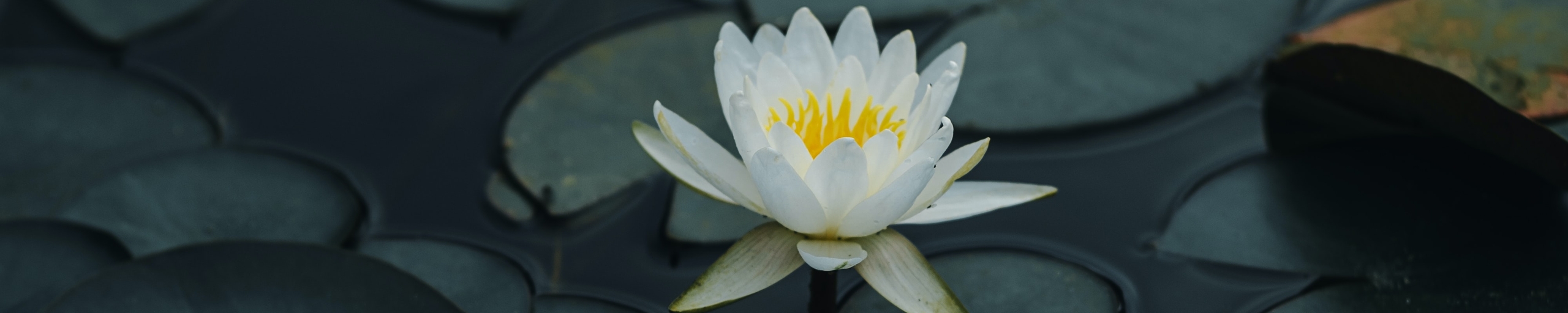 Marilyn Perry's Lotus Sutra Hoben Chapter Translation