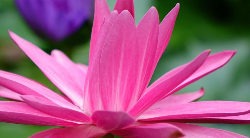 An Outline of the Buddhist Concept Karma, the Universal Law of Cause and Effect