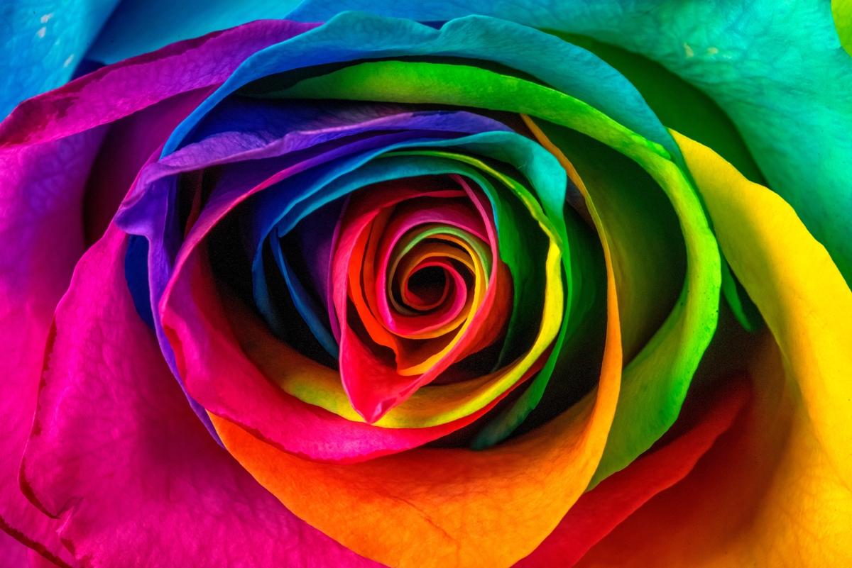 Rose Petals - Color Manipulation