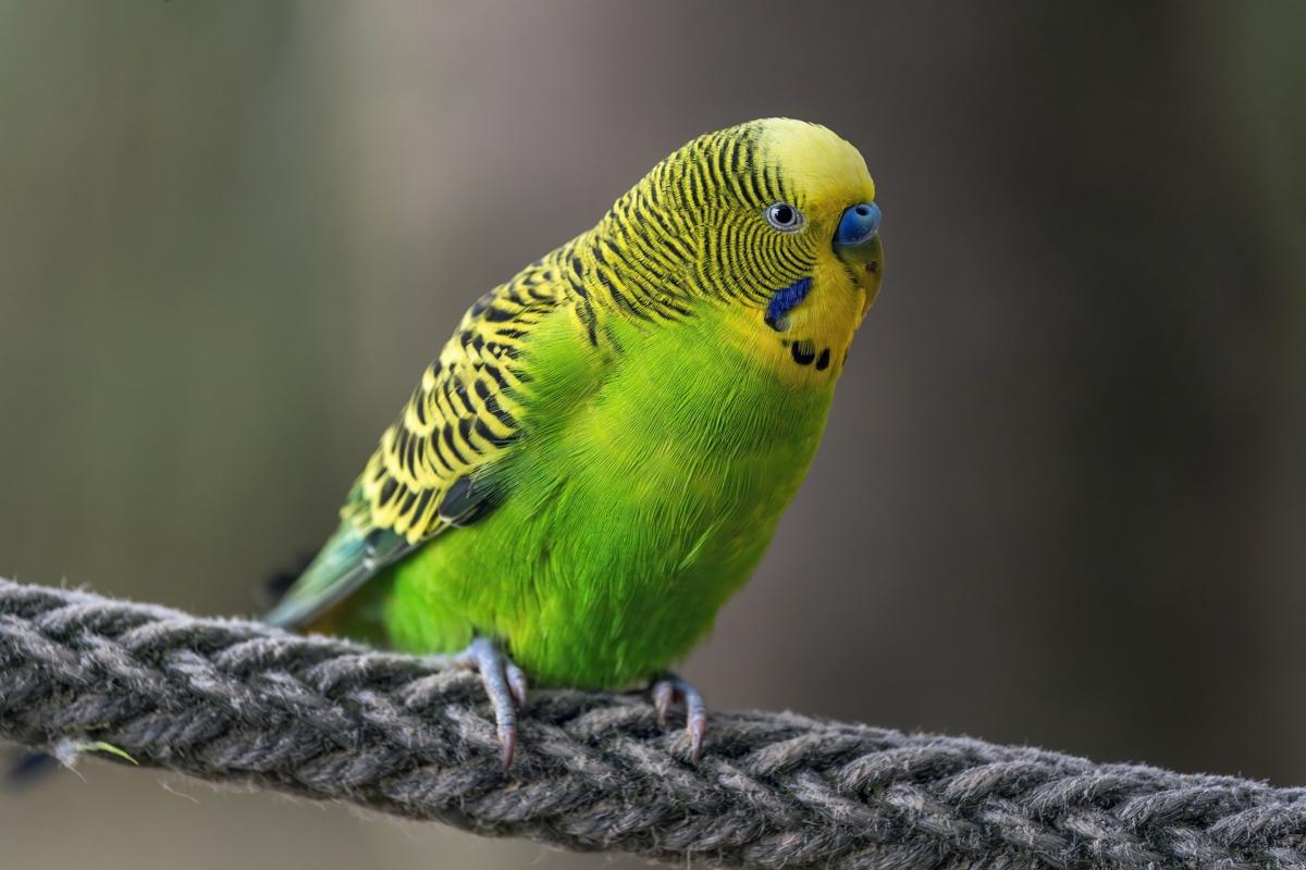 Budgie Parrot