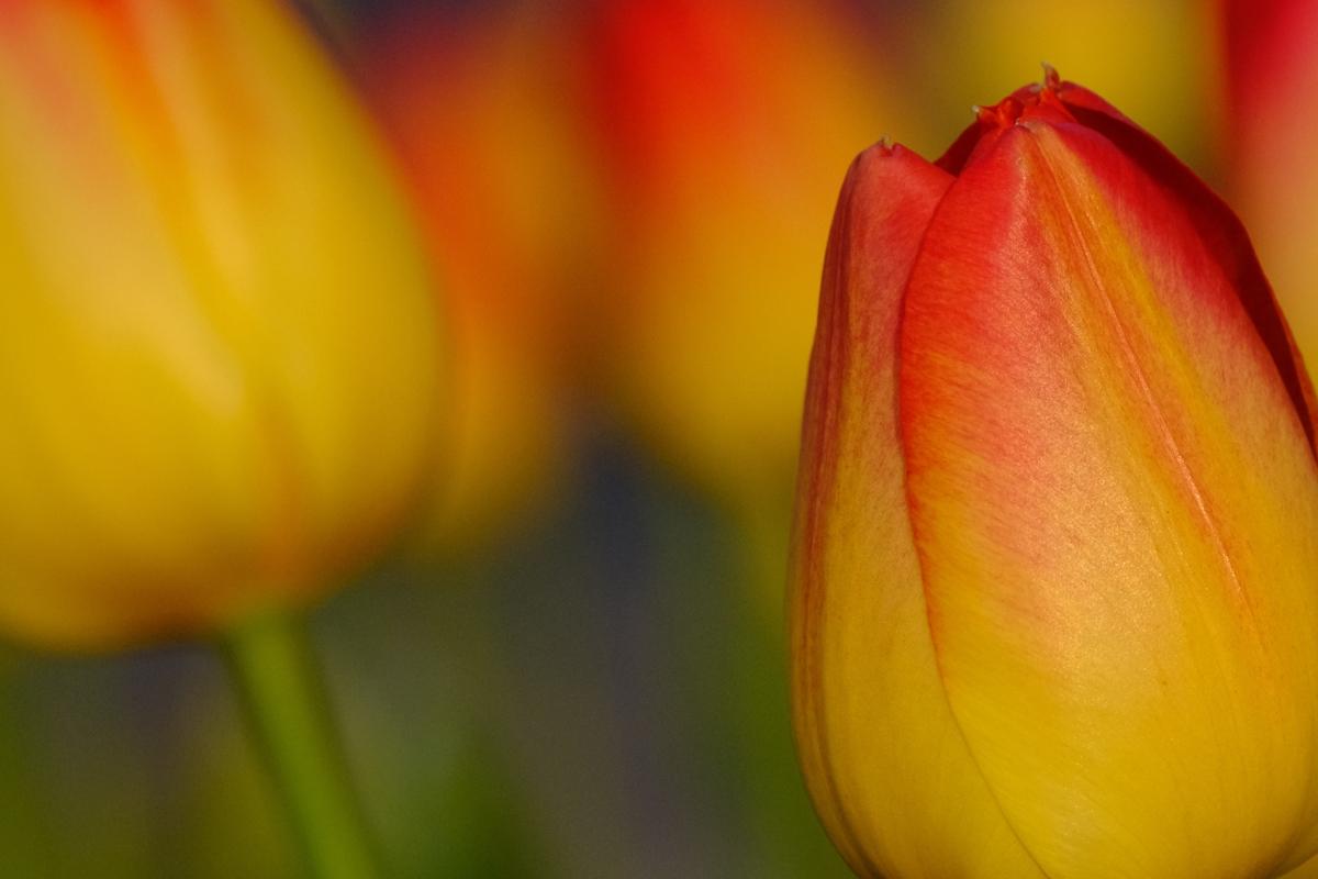 Tulips
