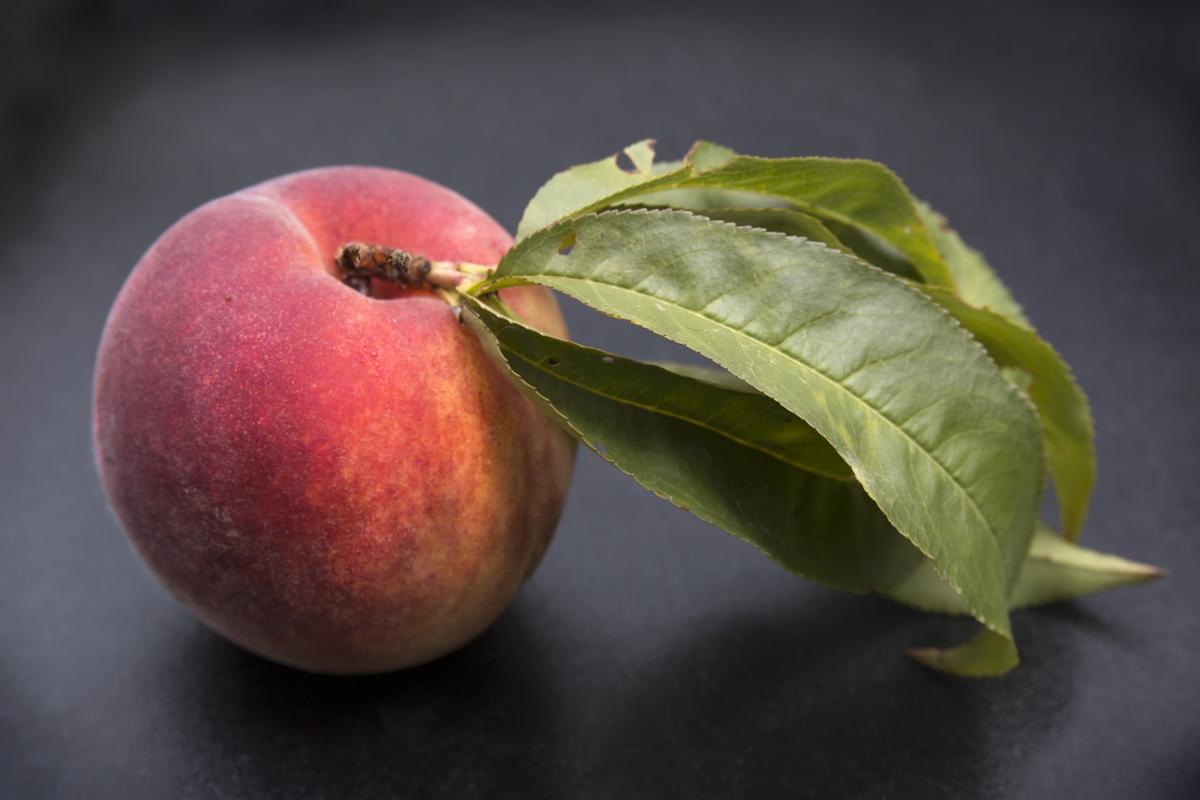 Peach and Branch