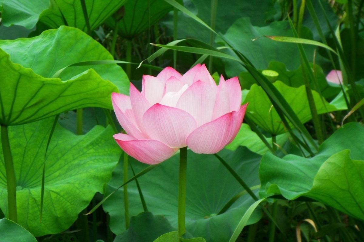 Lotus Sutra Hoben Chapter Translation And Commentary