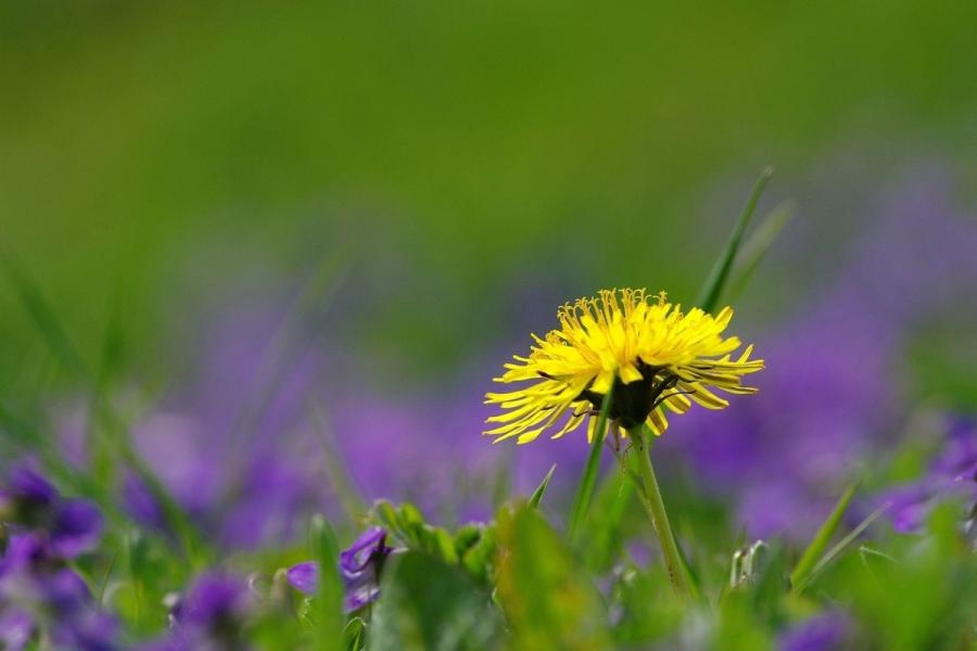 Dandelion Wine Marilyn Perry On Discovering Andrew Imbrie's Musical Work Dandelion Wine