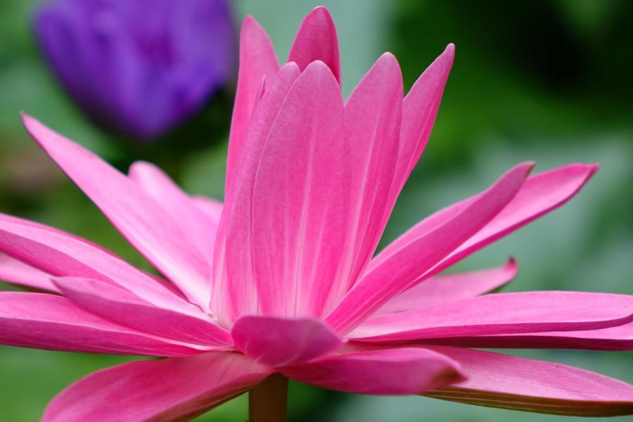 Cause and Effect An Outline of the Buddhist Concept Karma, the Universal Law of Cause and Effect
