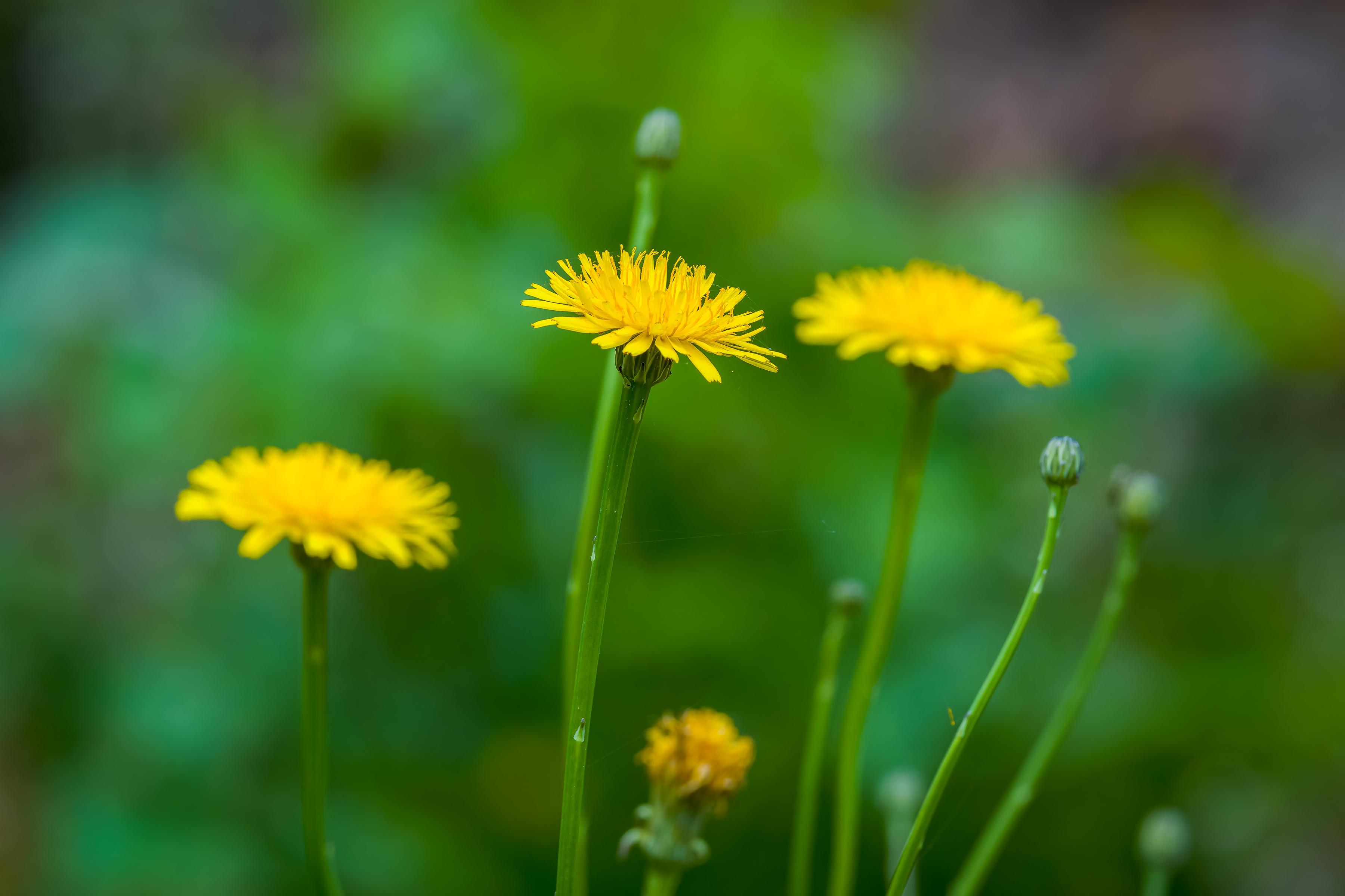 Marilyn Perry on Discovering Andrew Imbrie's Amazing Musical Work Dandelion Wine